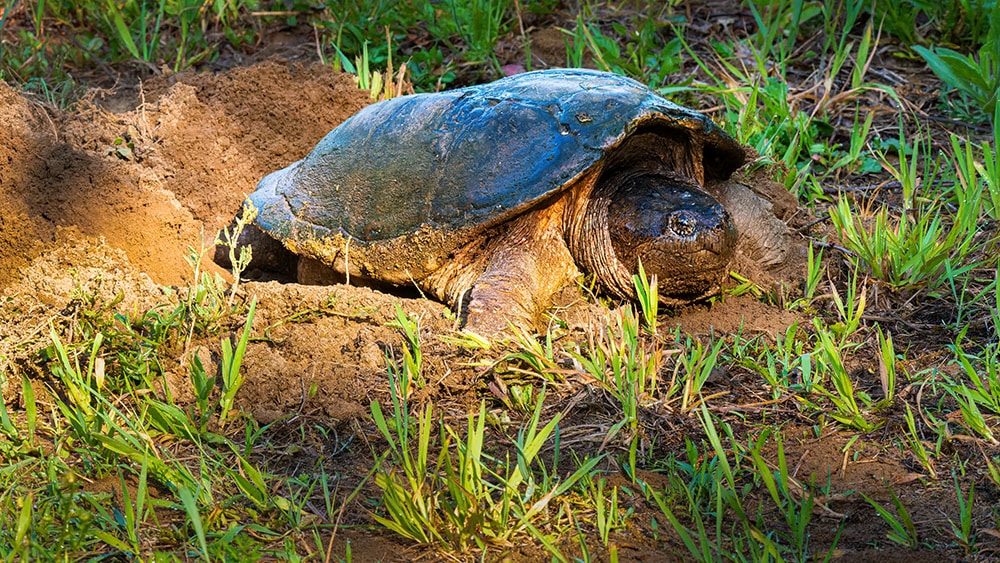 Common Snapping Turtle_June 2_low res Common Snapping Turtle_June 2_low res