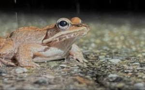 Nature Walk at Oxbow Preserve. "All about Amphibians" 2