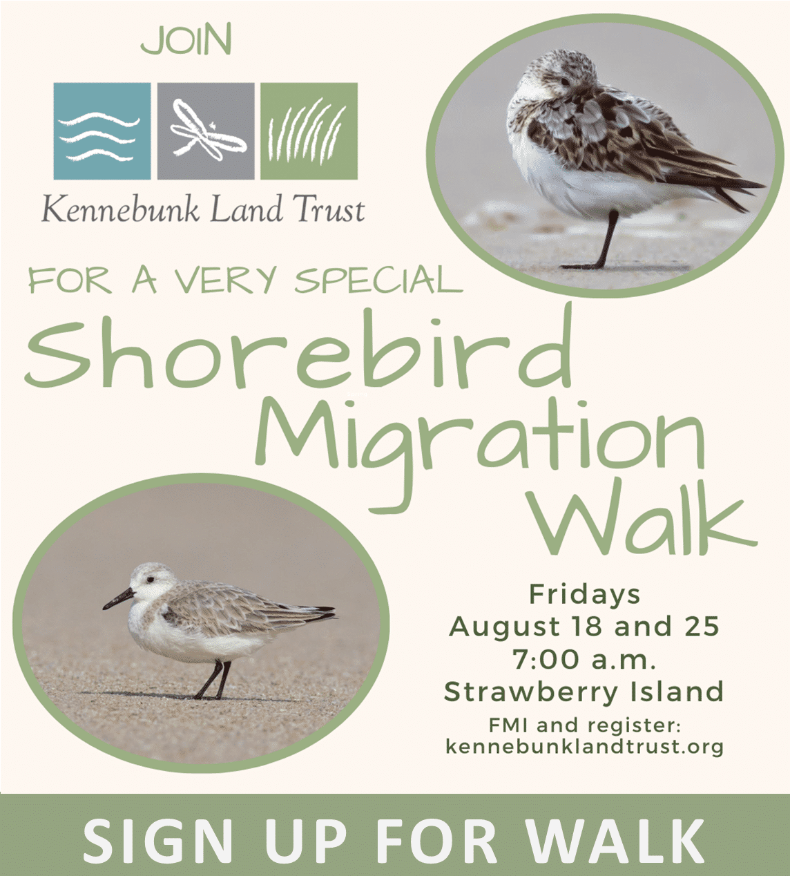 Shorebird walks